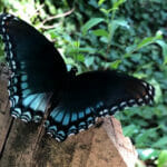 Backyard Shamanism: Find Your Power at Home class taught by Mara Bishop. Blue and black butterfly represents transformation and personal evolution through connection to animals, plants, elements and spirits of place
