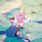 Pink lotus flower in pond – Navigating Your Energy Ecosystem provides tools to create healthy spiritual boundaries, enhance your aura, and evolve towards deep empowerment