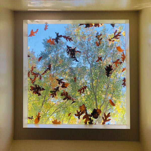 Personal evolution counseling sessions office skylight view with fall leaves. For COVID 19 pandemic period, all sessions and classes are remote via Zoom. Distance healing sessions are effective and available anywhere, whether you live in Durham North Carolina, somewhere else in the US or internationally.