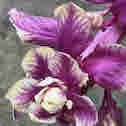 purple cabbage flower