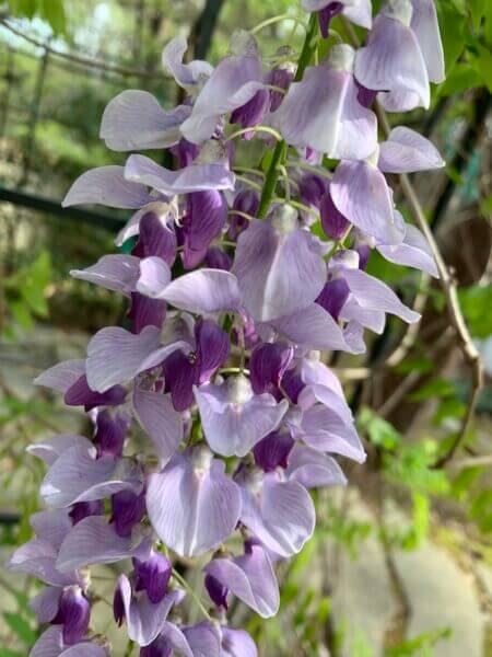 We are an invasive species. Wisteria vines are invasive and their blossoms smell heavenly.