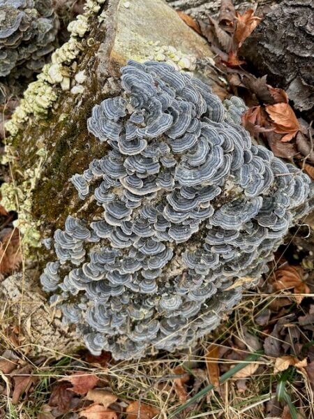 Turkey Tail Mushroom Therapy With Nature is better