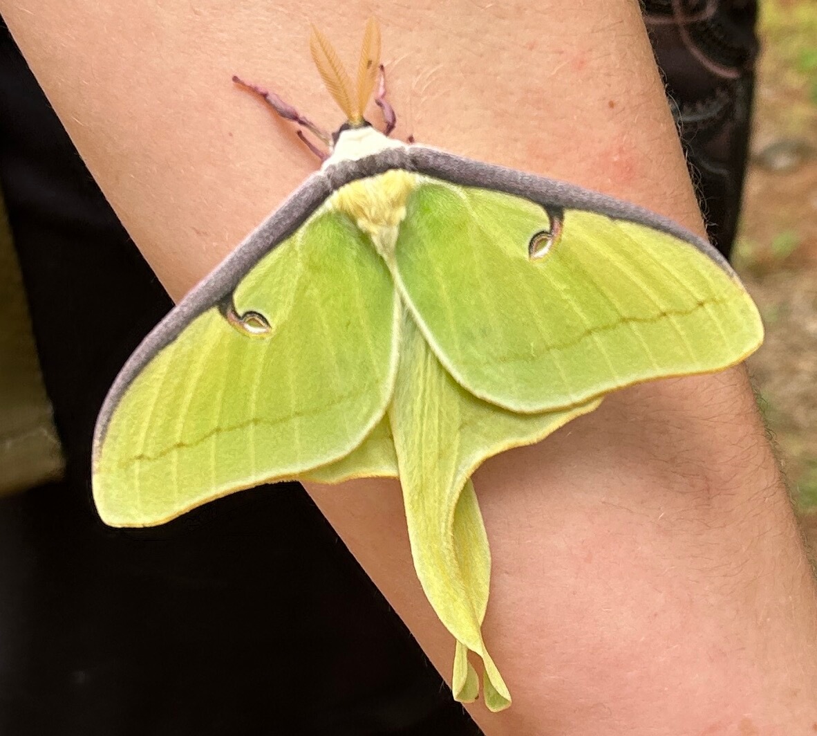 This Really Bugs Me: Insects and Monsters ∴ WholeSpirit