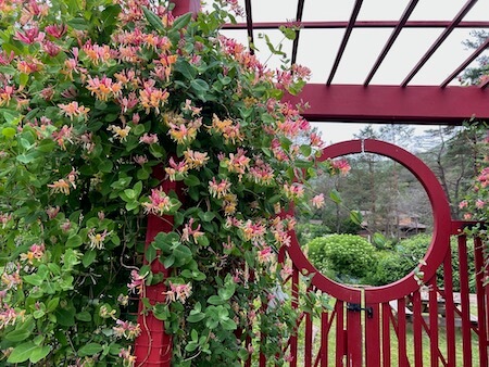 Menla garden gate and jasmine small ∴ WholeSpirit Nature Workshop @ Menla field classroom Columbia Teachers College Gareden Gate with jasmine vines