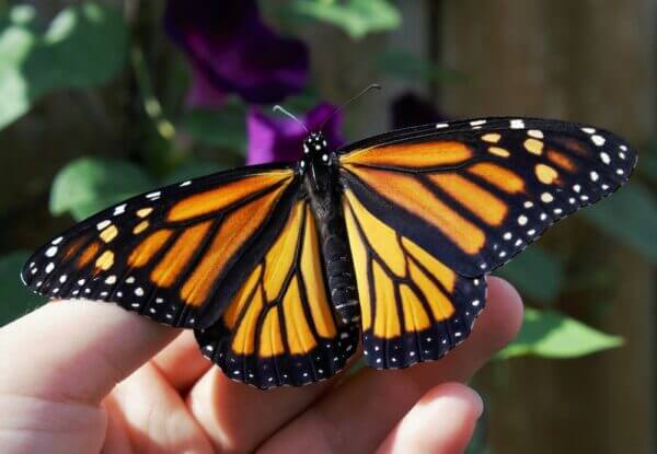 If Biophilia is Radical, We Have A Very Big Problem. Monarch Butterfly
