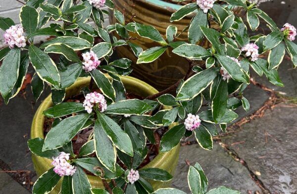 daphne hopeful realism