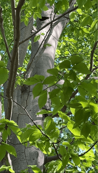 Our Neighbor's Problem Child. Beech tree with squirrels. Does it Really Take a Village?