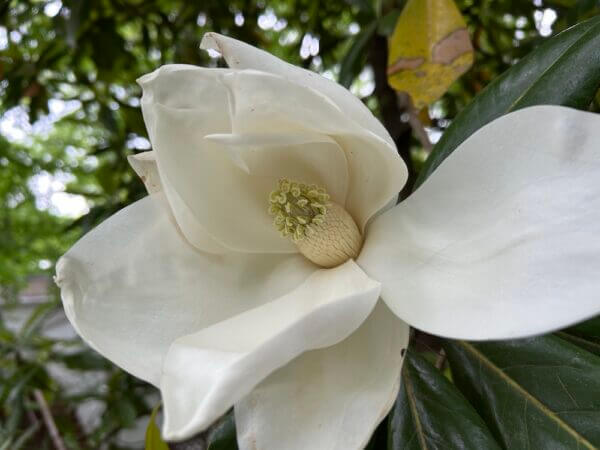 magnolia_2026 small ∴ WholeSpirit WTF? magnolia flower ∴ WholeSpirit