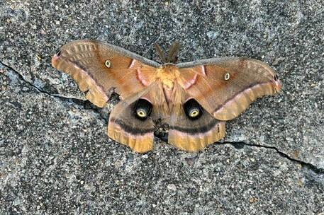 eye contact polyphemus moth